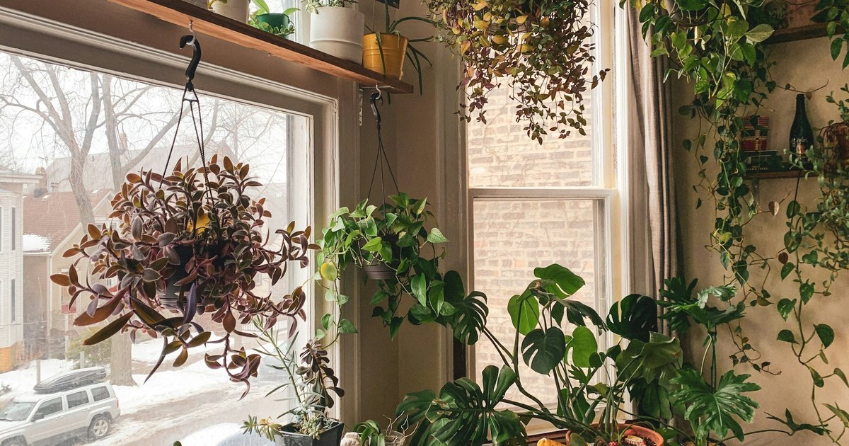 窓辺に観葉植物が並ぶ冬の室内