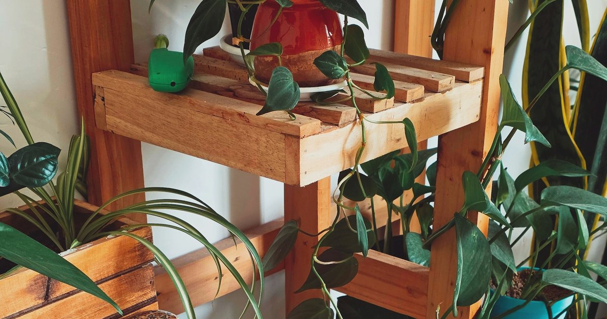 木の棚に並ぶ観葉植物